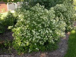 Cornus racemosa, Grey Dogwood