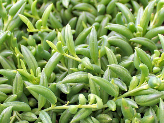 Curio radicans, String of bananas