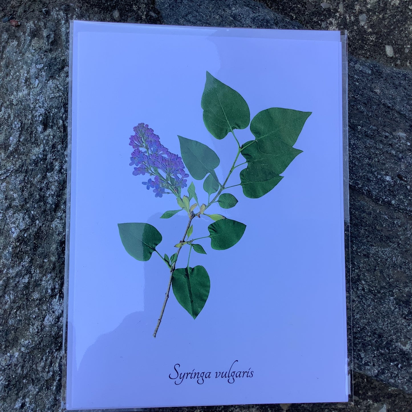 Notecards from Ecobota