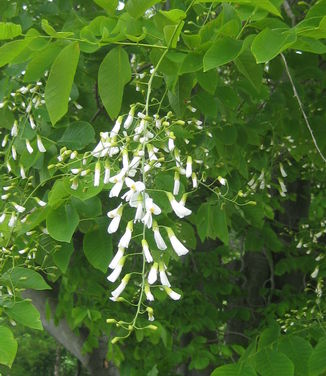 Cladrastis kentukea, American Yellowwood