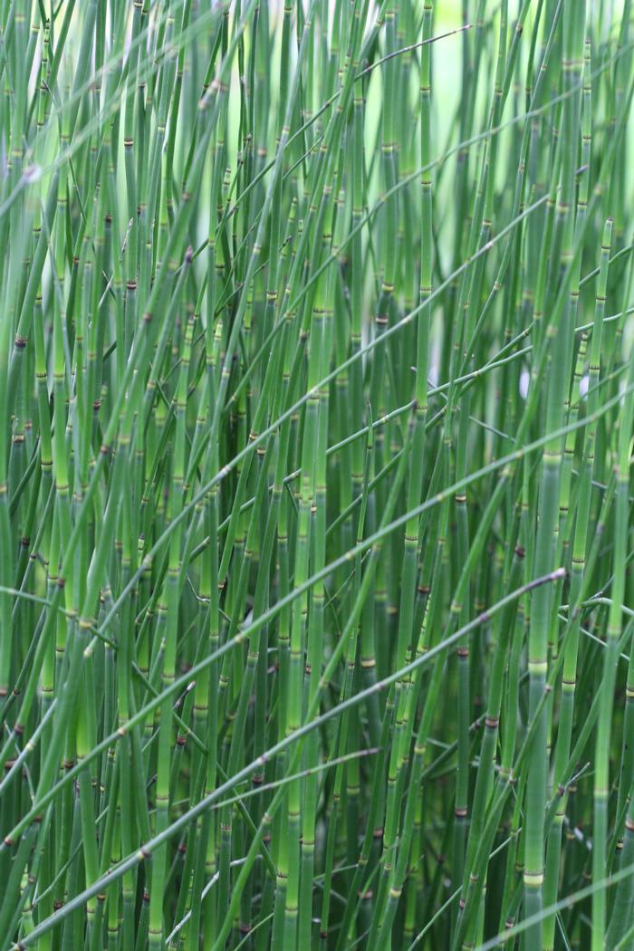 Equisetum hymale, rough horsetail