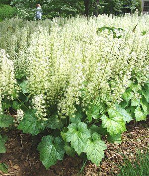 Tiarella cordifolia 'Brandywine', Brandywine foamflower