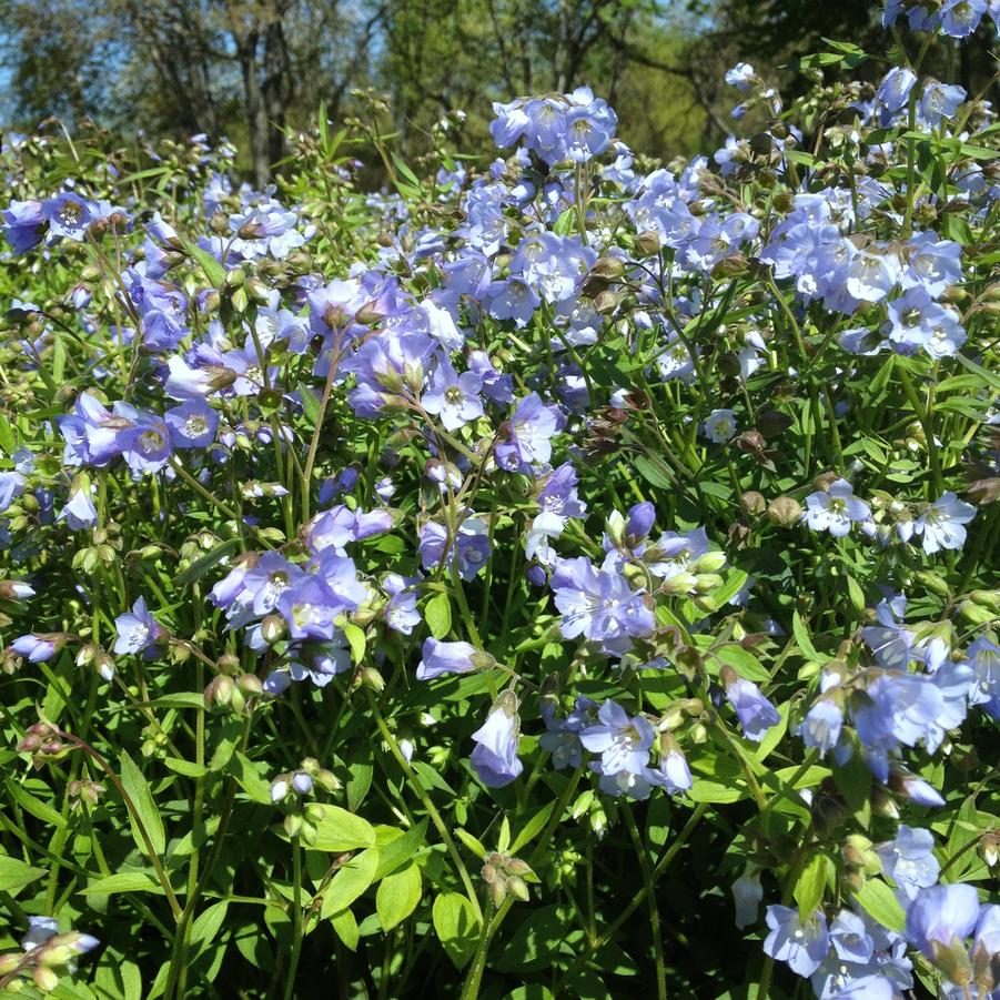 Polemonium reptans, Jacob's Ladder