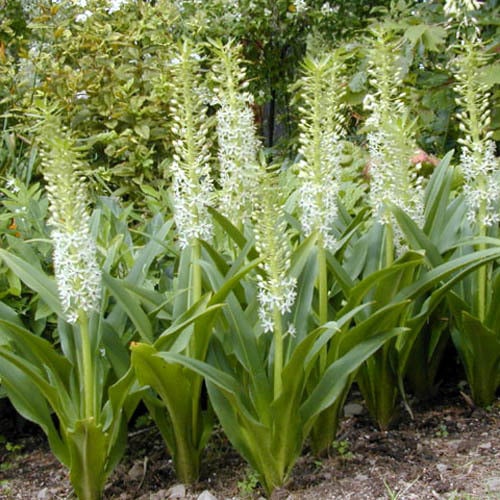 Eucomis comosa, Pineapple lily