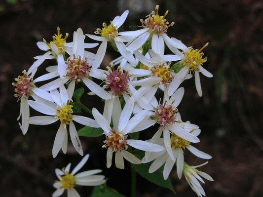 Aster divaricatus, white wood aster