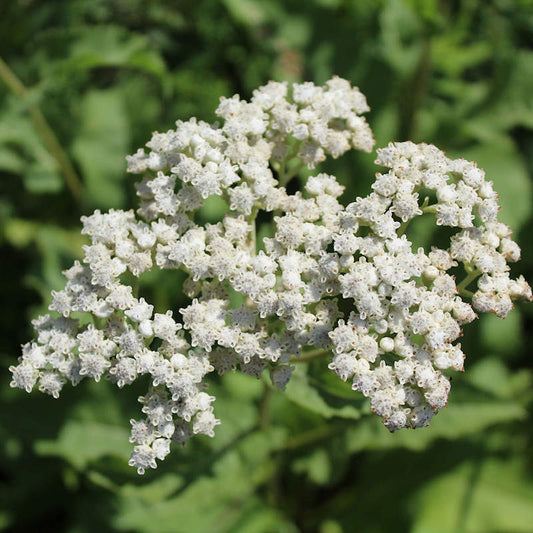 Parthenium integrifolium, Wild quinine