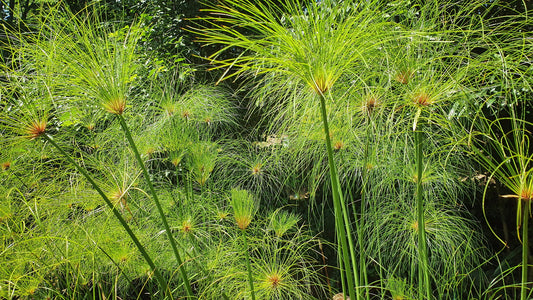 Cyperus papyrus, papyrus