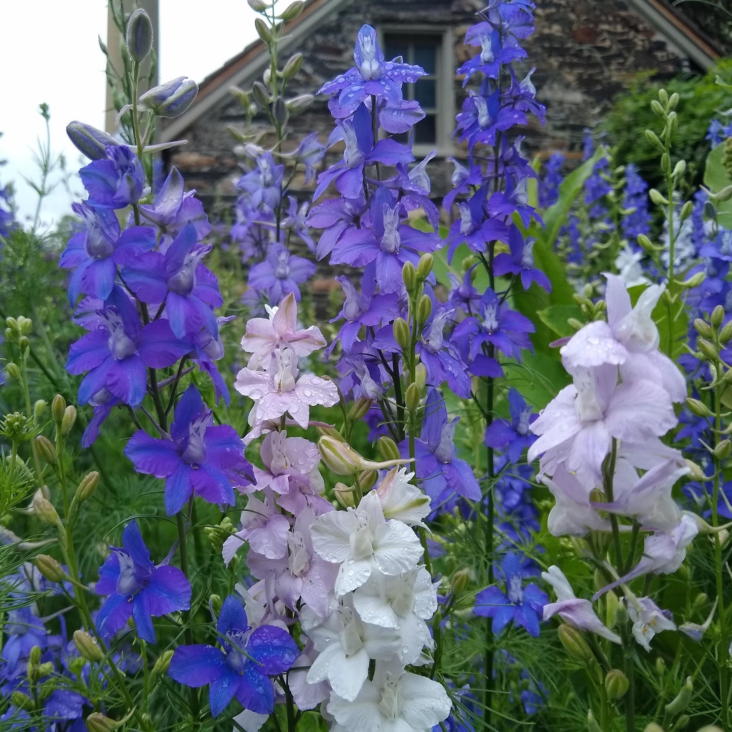 Consolida ajacis, Giant Larkspur