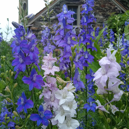 Consolida ajacis, Giant Larkspur