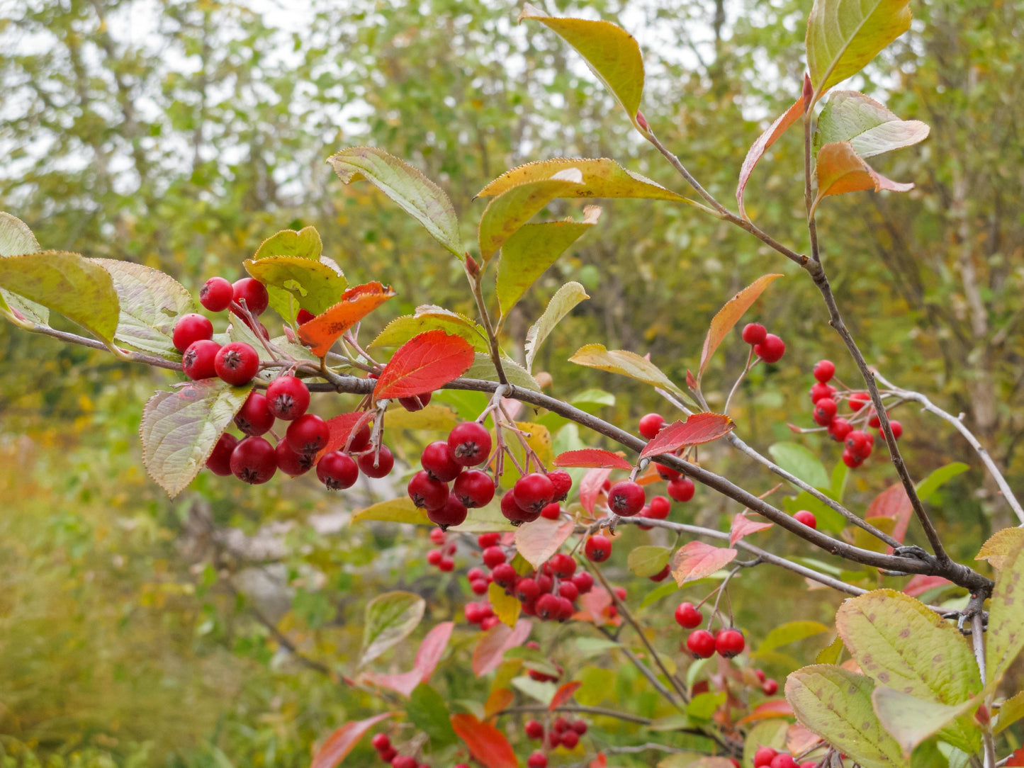 Aronia arbutifolia. red chokeberry