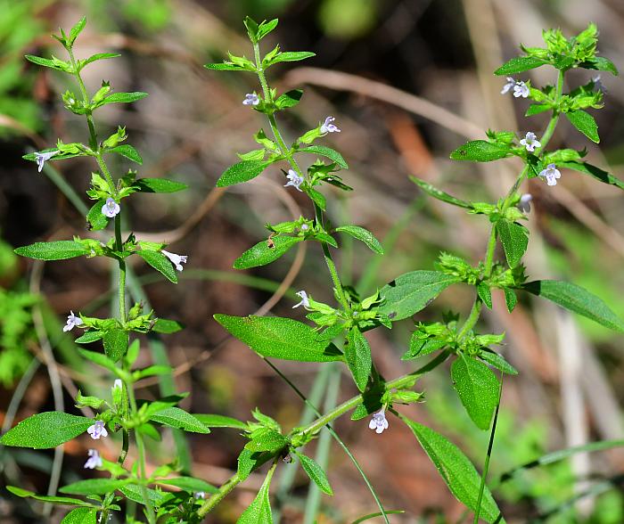 Hedeoma pulegioides, American pennyroyal [SEEDS]