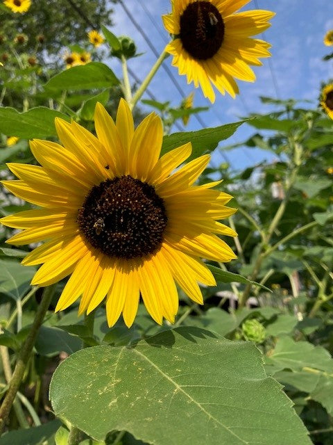 Helianthus annuus, sunflower [SEEDS]