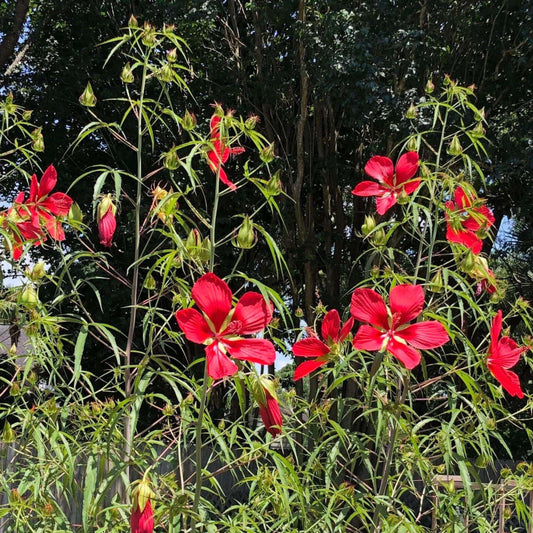 Hibiscus coccineus, Scarlet rose mallow