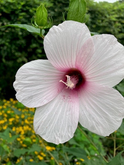 Sun Pollinator Garden Package: Medium (Pink/White/Yellow/Purple)