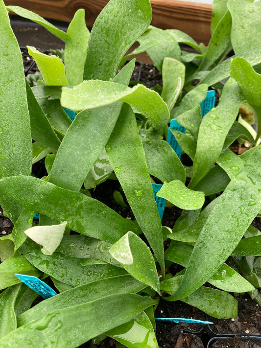 Platycerium bifurcatum, Staghorn fern