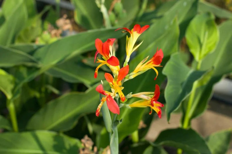 Canna indica, canna lily