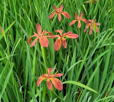 Iris fulva, Copper Iris