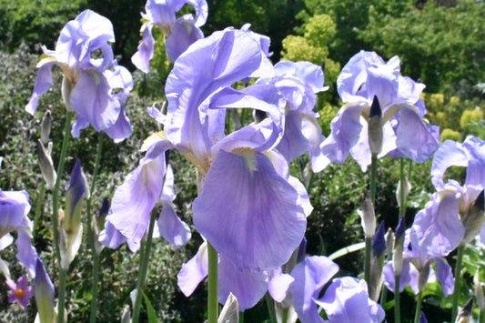 Iris pallida, Dalmation iris