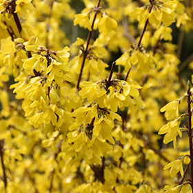 Forsythia x intermedia, border forsythia