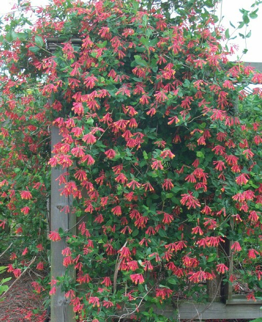 Lonicera sempervirens, Coral honeysuckle