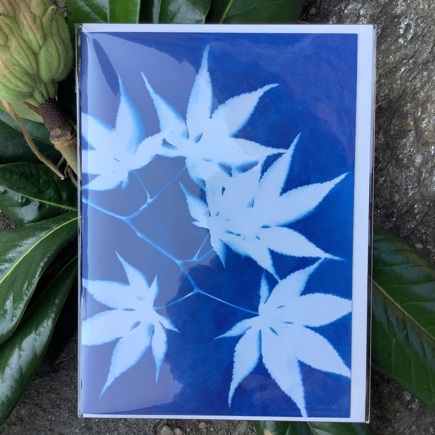 Notecards By Carolyn Brandt