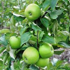 Malus domestica 'Granny Smith', granny Smith apple