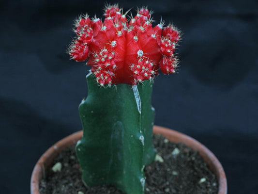 Gymnocalycium mihanovichii, red cap cactus
