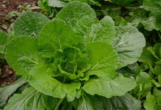 mustard (Sankofa grown)