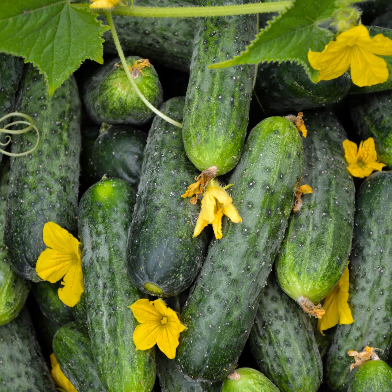 Cucumis sativus, Parisian pickling cucumber