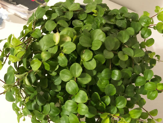 Peperomia rotundifolia, Jade necklace
