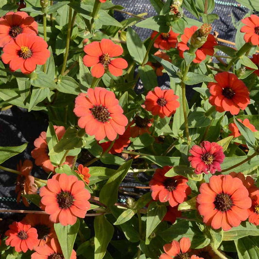 Zinnia peruviana, peruvian zinnia