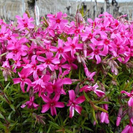 Sun Pollinator Garden Package: Small (Pink/Red/Yellow/Purple)