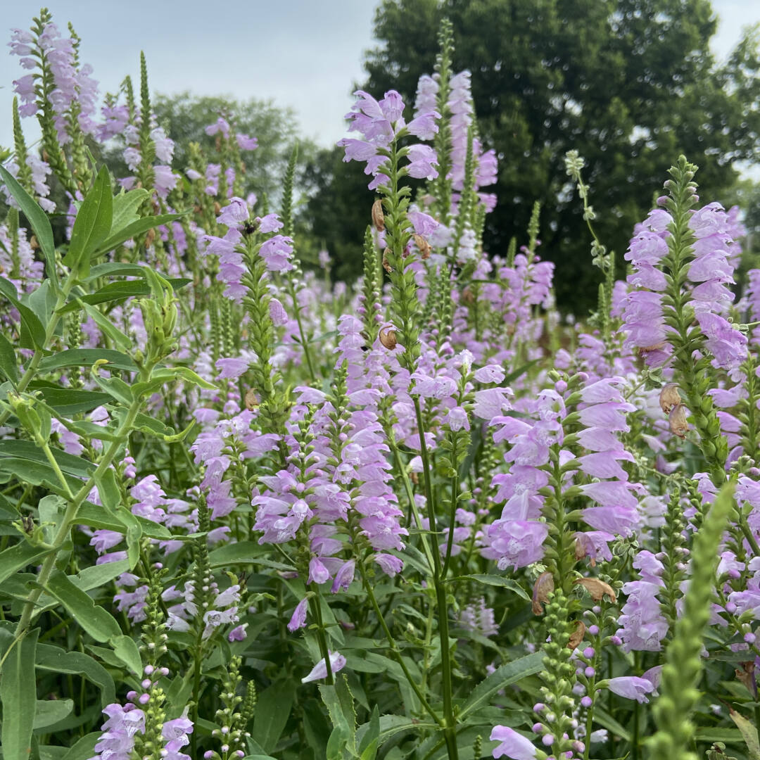 Physostegia virginiana, Obedient Plant