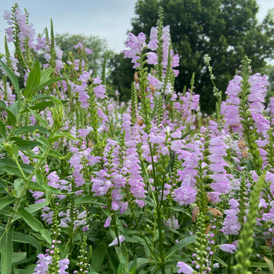 Physostegia virginiana, Obedient Plant