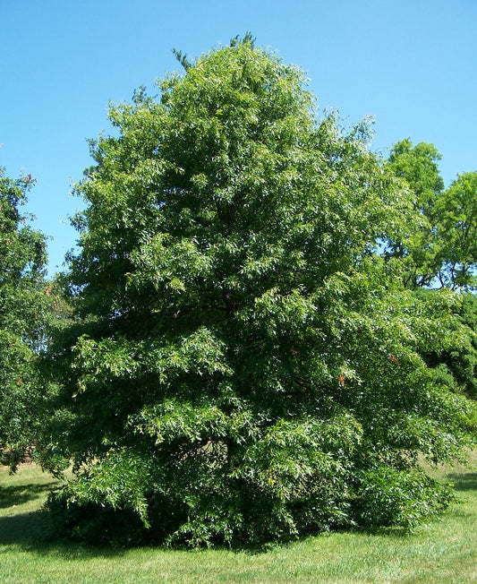 Quercus palustris, Swamp Spanish Oak