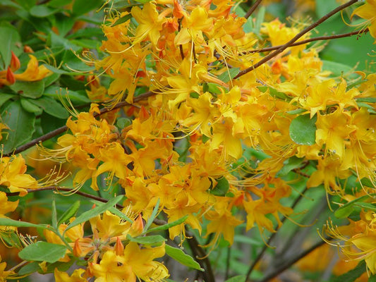 Rhododendron austrinum, Florida azalea