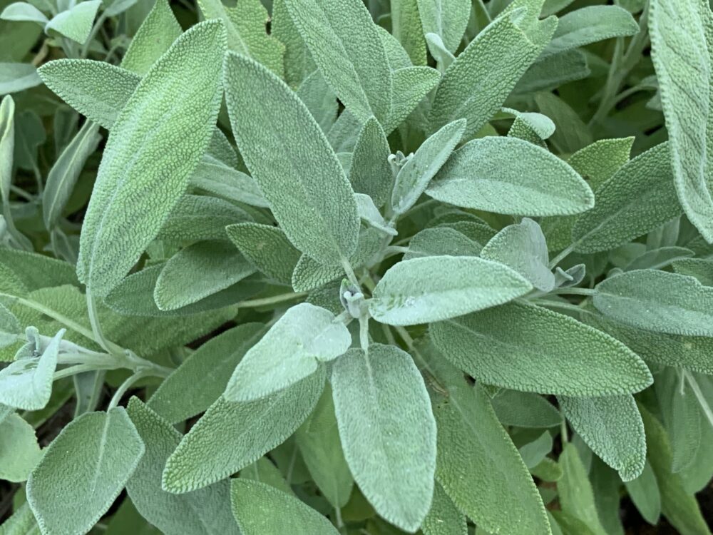 Salvia officinalis, garden sage