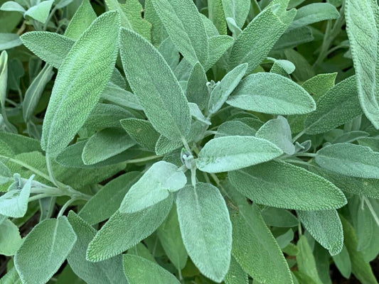 Salvia officinalis, garden sage