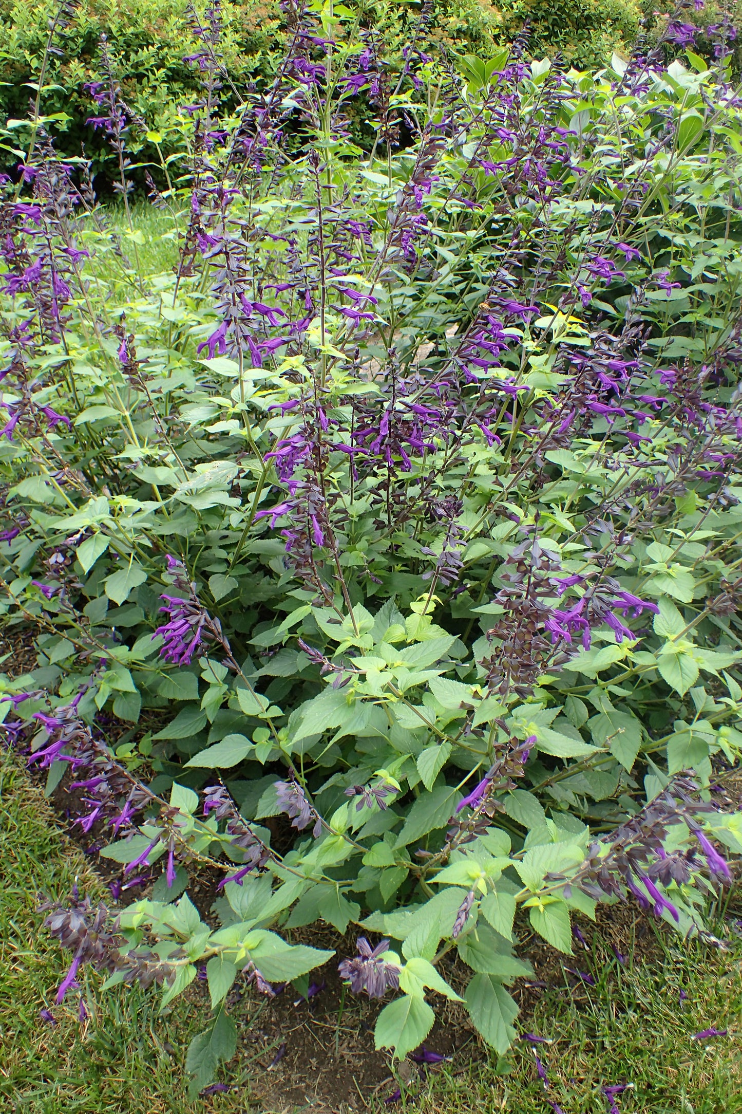 Salvia 'Amistad', friendship sage