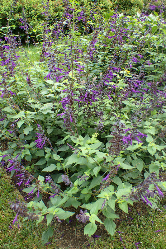 Salvia 'Amistad', friendship sage