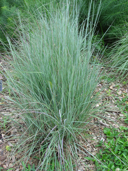 Schizachyrium scoparium, little blue stem