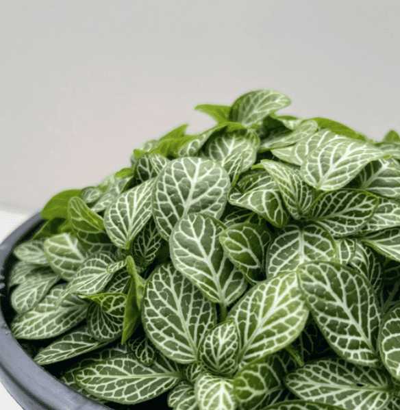 Fittonia albivenis, Nerve plant