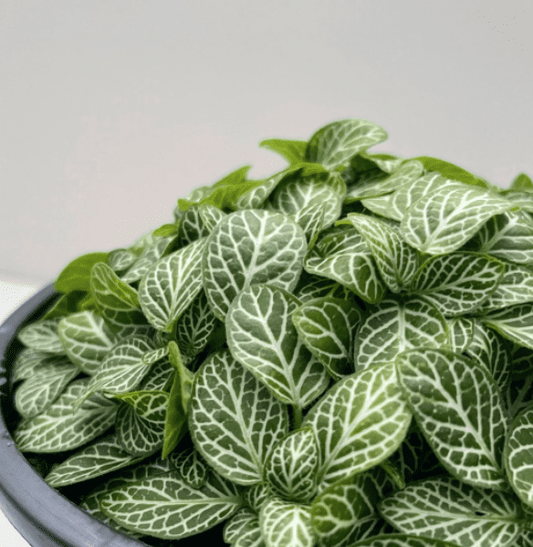 Fittonia albivenis, Nerve plant