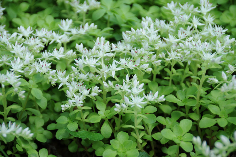 Sedum ternatum, Stonecrop