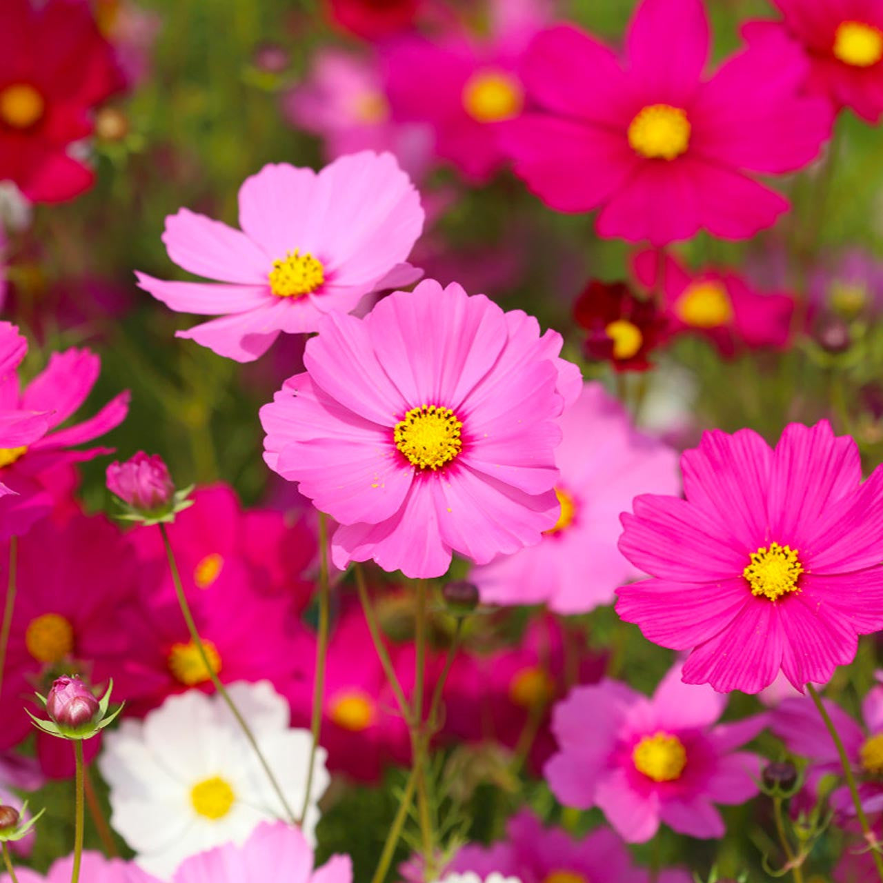 Cosmos bipinnatus, Cosmos 'sensation' mix