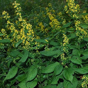 Solidago flexicaulis, Zigzag goldenrod