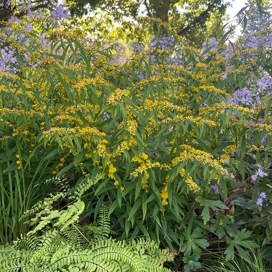 Solidago caesia, Blue stemmed goldenrod