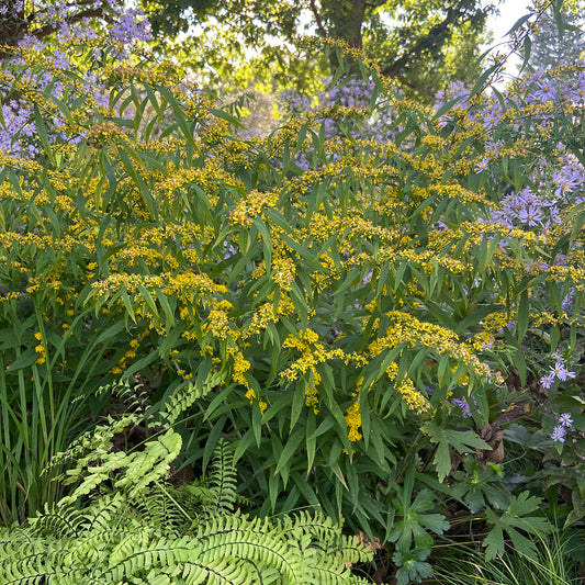 Solidago caesia, Blue stemmed goldenrod