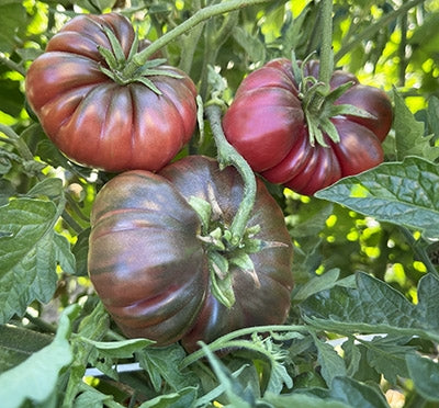 Solanum lycopersicum 'Purple Calabash', purple calabash tomato