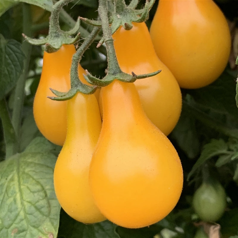 Solanum lycopersicum 'Yellow Pear', yellow pear tomato